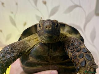 Tortoise reptiles Greek Spur Thigh tortoise - Advert 1