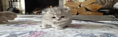 British Shorthair 5