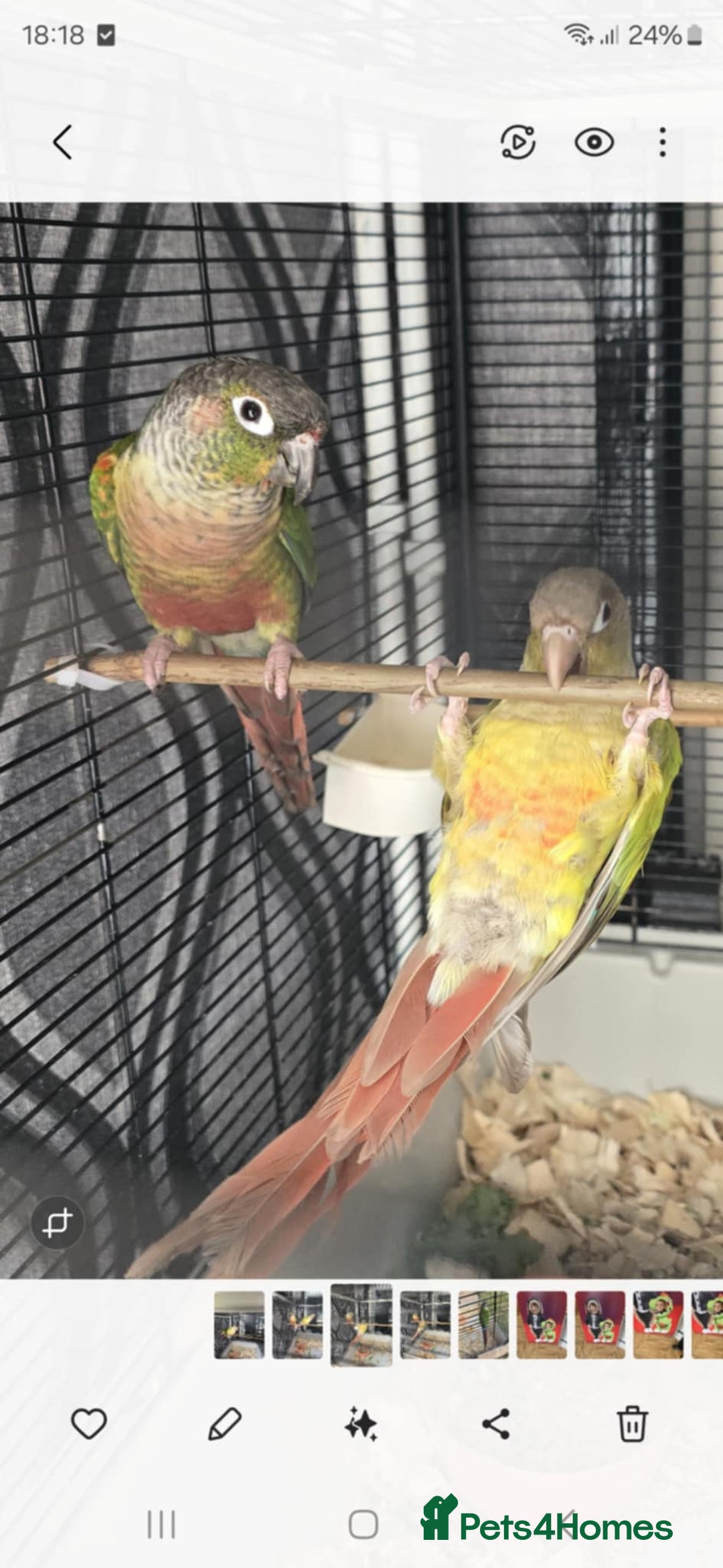 Conures birds for sale: Conures - Image 7