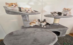 Scottish Fold cats for sale: Scottish Straight purebred kittens  - Image 25