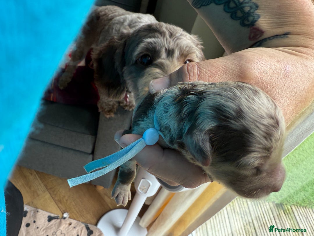Cockapoo dogs for sale: F2bb Cockapoo Chocolate Merle Puppies  - Image 12