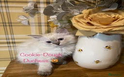 Ragdoll cats for sale: GCCF Registered Ragdolls  - Image 7