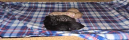Domestic Shorthair cats for sale: beautifull 5 kittens ready to go 19th of May - Advert 4