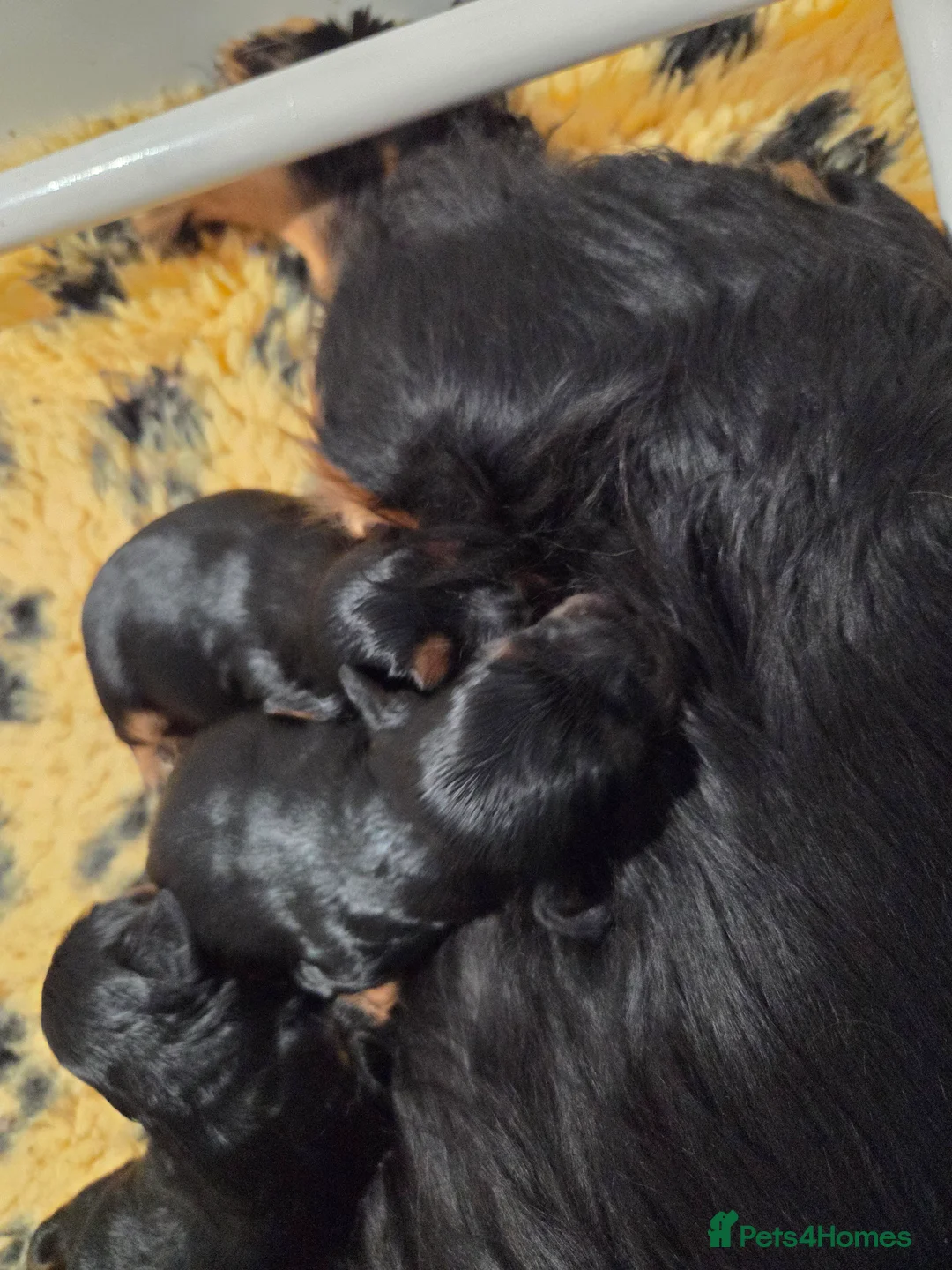 Cavalier King Charles Spaniel dogs for sale: 3 cavalier king Charles puppies - Advert 2