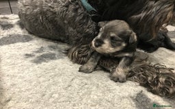 Miniature Schnauzer dogs for sale: 6 adorable Miniature schnauzer puppies  - Image 9