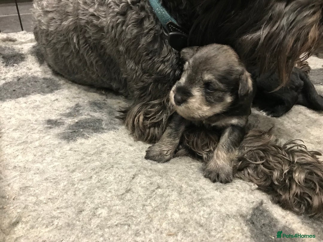 Miniature Schnauzer dogs for sale: 6 adorable Miniature schnauzer puppies  - Image 9