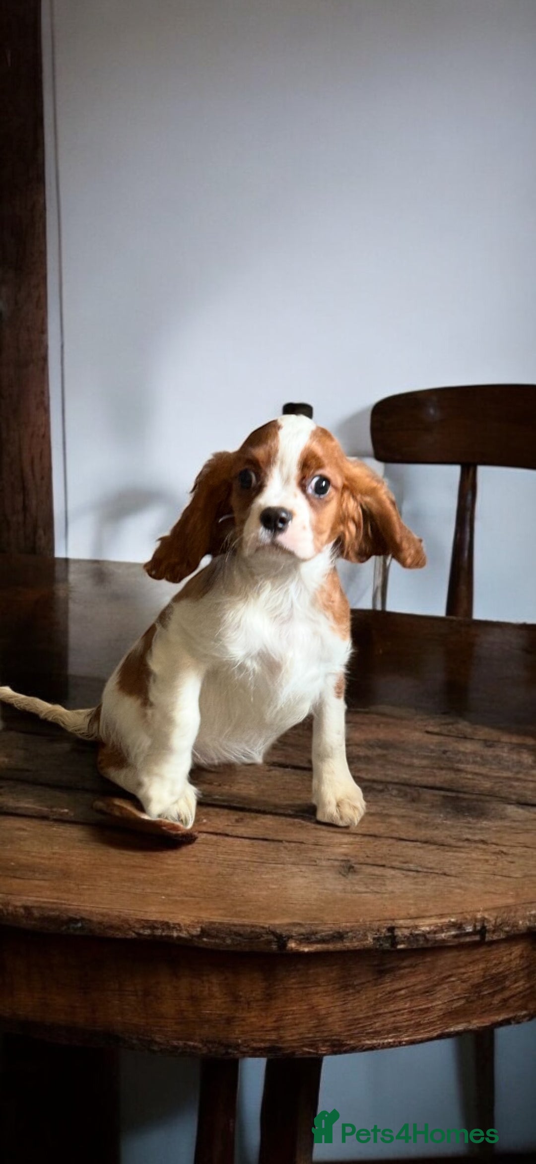 Cavalier King Charles Spaniel dogs for sale: Ready now Kennel club dna  clear cavalier puppies  - Image 13