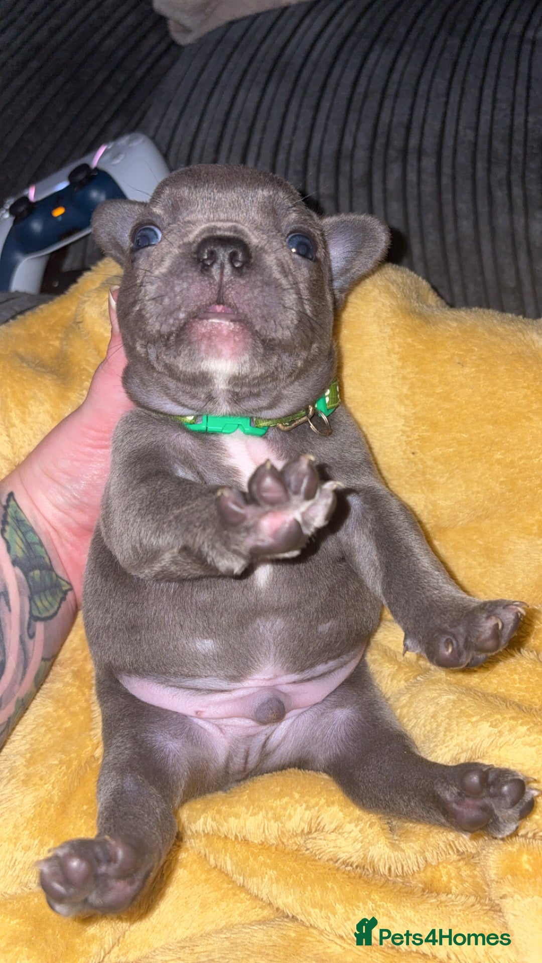 French Bulldog dogs for sale: Beautiful boy looking forever home  - Advert 13