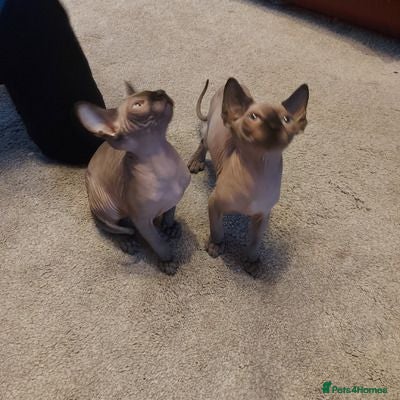 Sphynx cats GCCF Registered Sphynx Kittens  for sale  - Advert 2