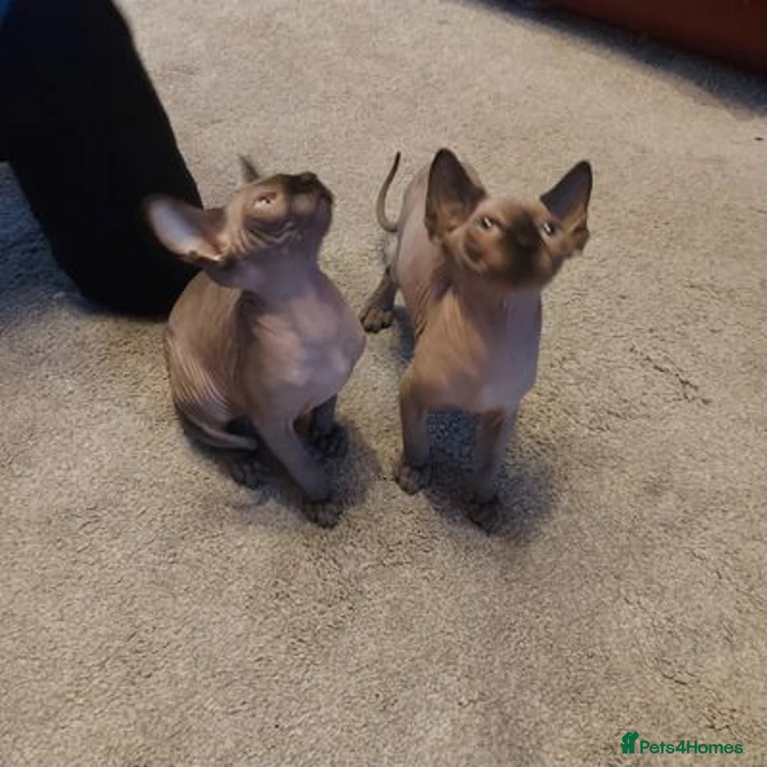 Sphynx cats for sale: GCCF Registered Sphynx Kittens  for sale  in London - Advert 1