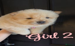 Chow Chow dogs for sale: Chow chow puppie - Image 5