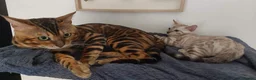Bengal cats for sale: Yeyo. - Advert 4
