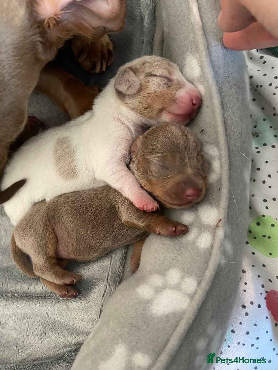 Miniature Dachshund dogs for sale: Dolly mixture dapple/piebald  - Image 9