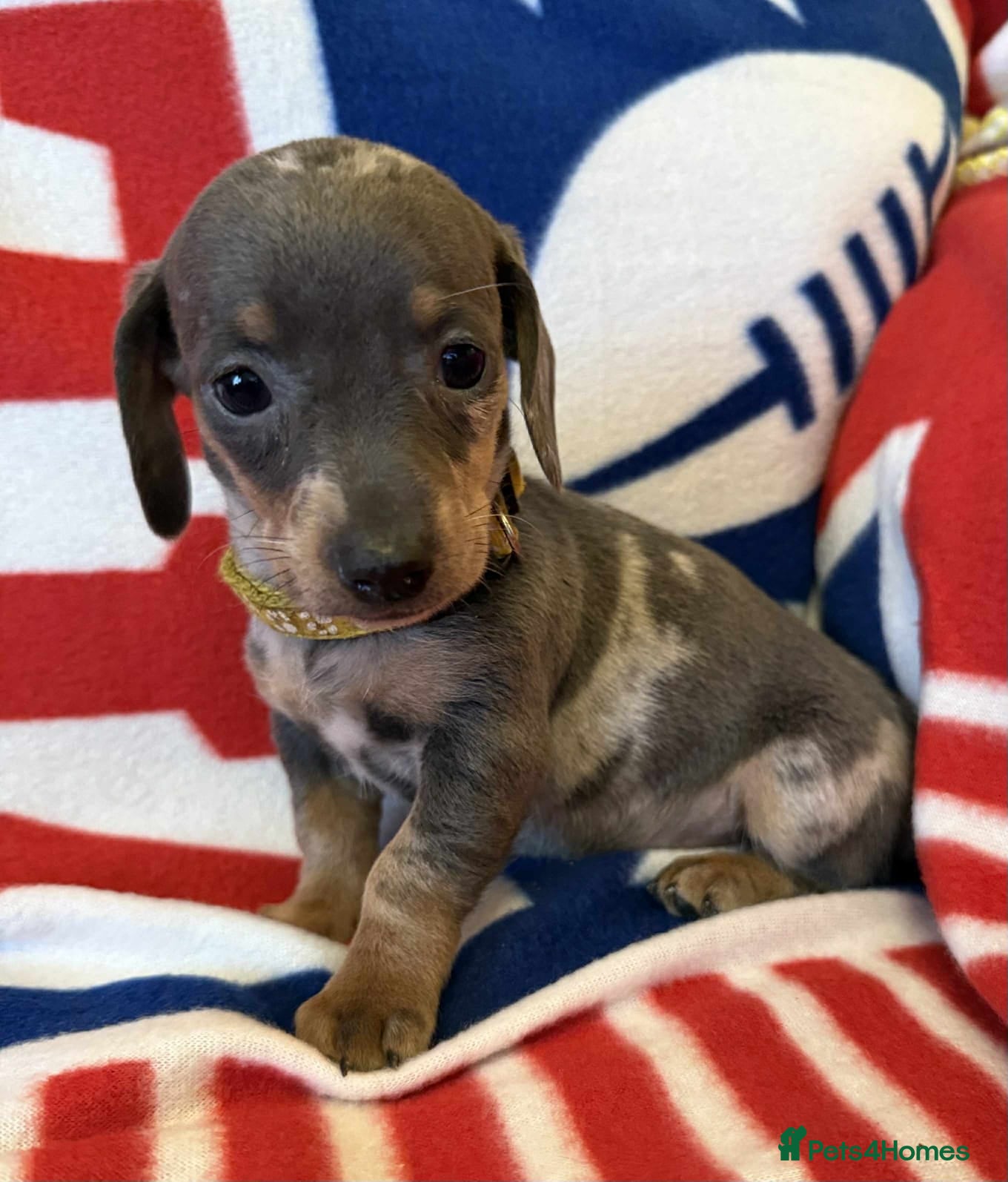 Dachshund dogs Beautiful Dachshund puppies - Advert 5