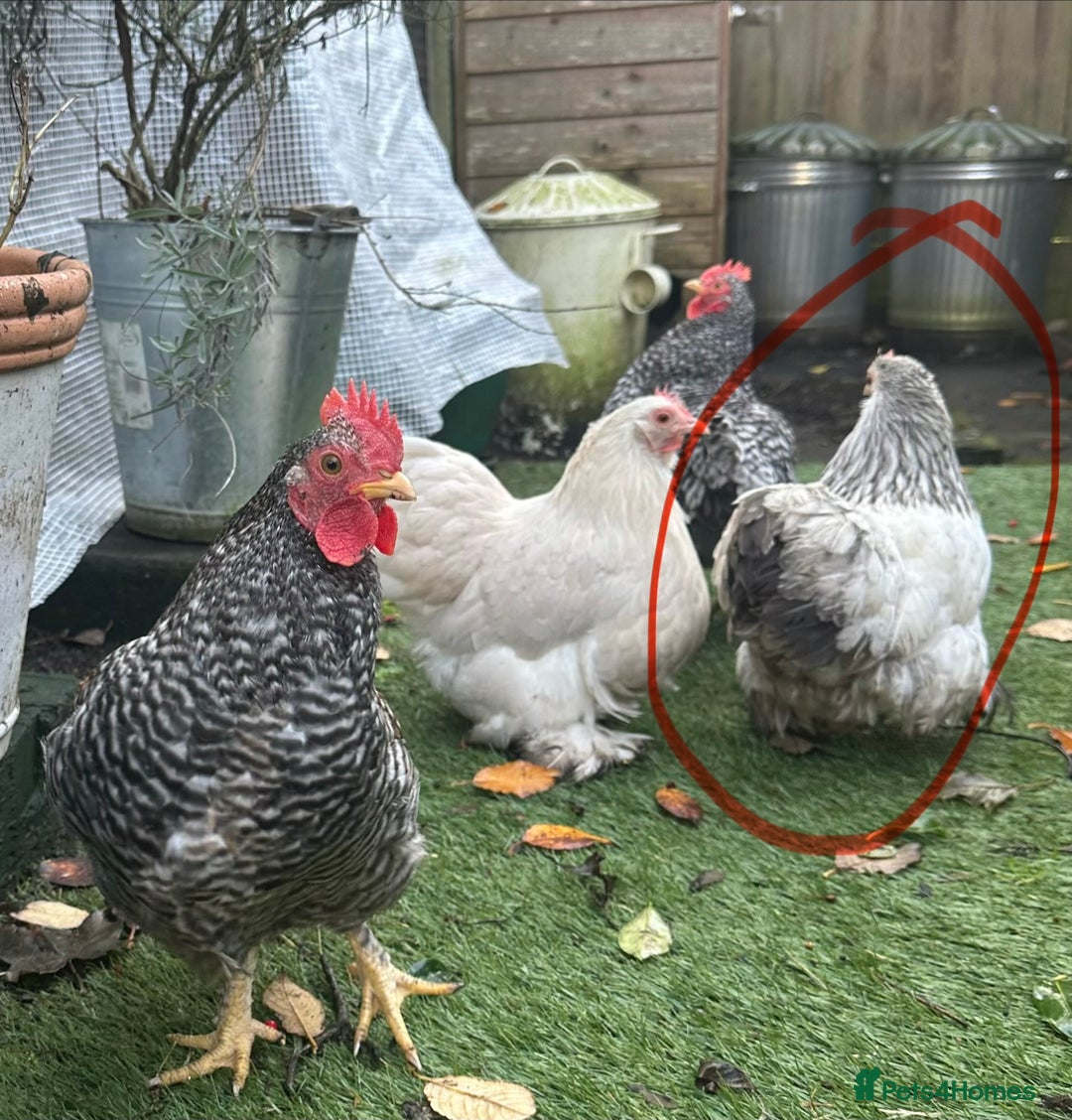 Chickens poultry for sale: Pekin bantam POL - Advert 2