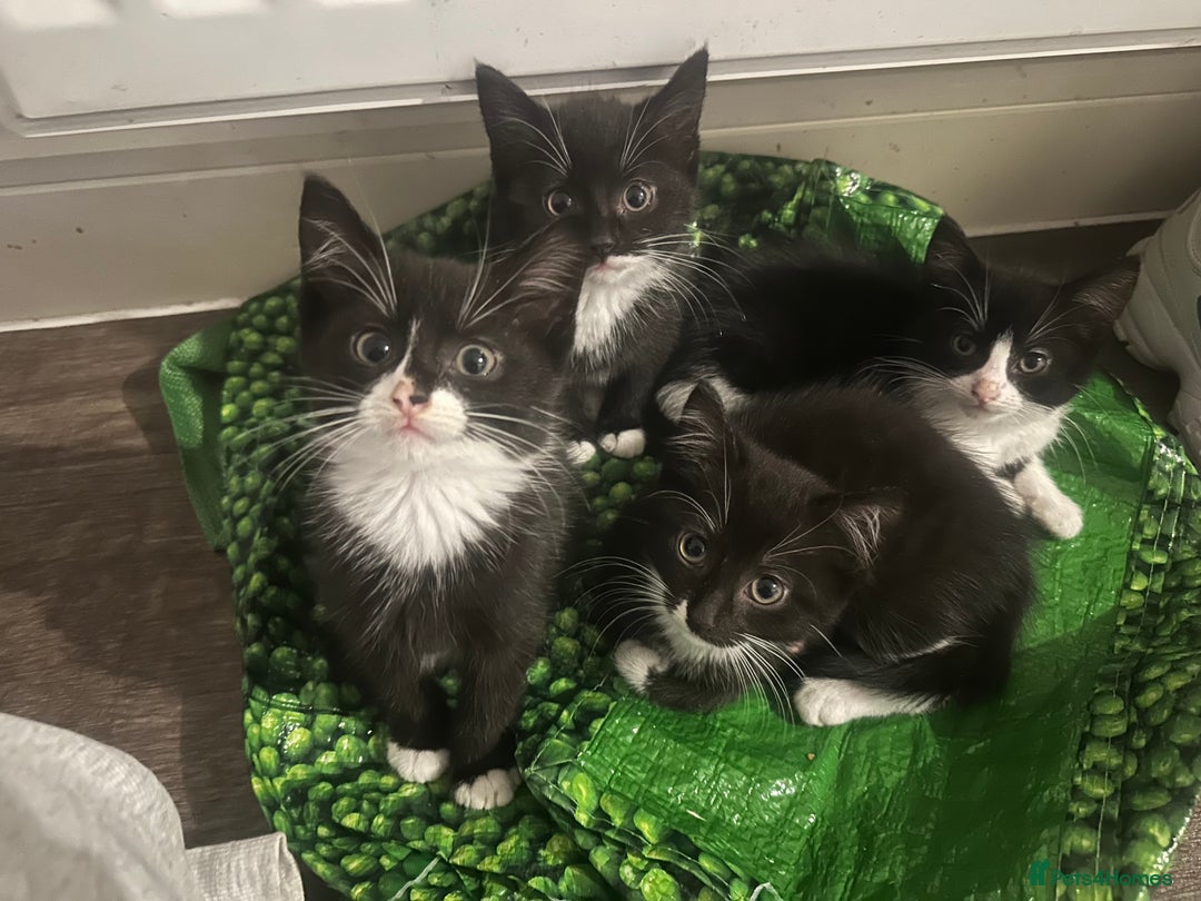 British Longhair cats for sale: Beautiful longhaired kittens ready to go now! - Image 2