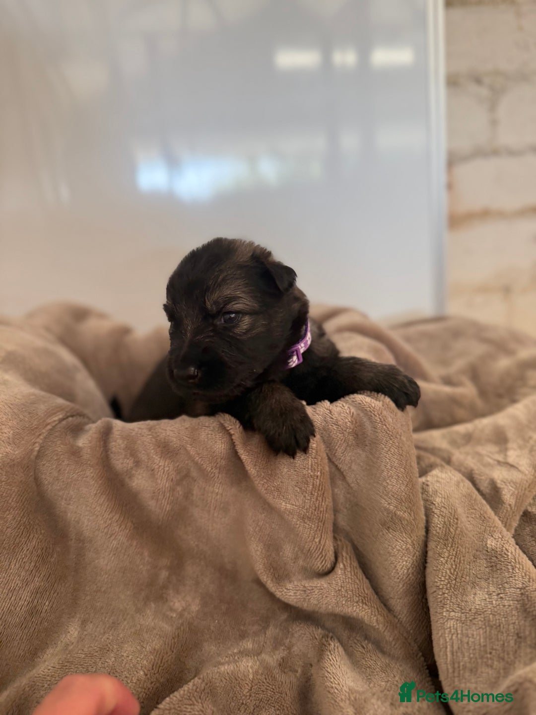 German Shepherd dogs for sale: Beautiful German Shepherd  Puppies For Sale  - Image 13