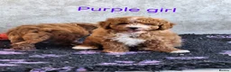 Cavapoochon dogs for sale: 🥰 Cavapoochons 🥰 - Advert 14