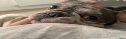 French Bulldog dogs for stud: Lilac Merle lean French Bulldog  - Advert 7