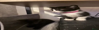 Domestic Shorthair 2