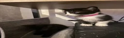 Domestic Shorthair cats for sale: Kittens and mama cat  in Chatham - Advert 9