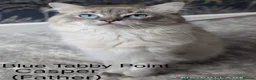 Ragdoll cats for sale: 2 handsome blue bi colour boys - Advert 6