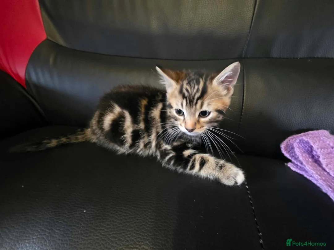 Mixed Breed cats for sale: male tabby kitten - Advert 2