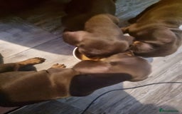 Miniature Dachshund dogs for sale: Miniature dachshunds  - Image 2