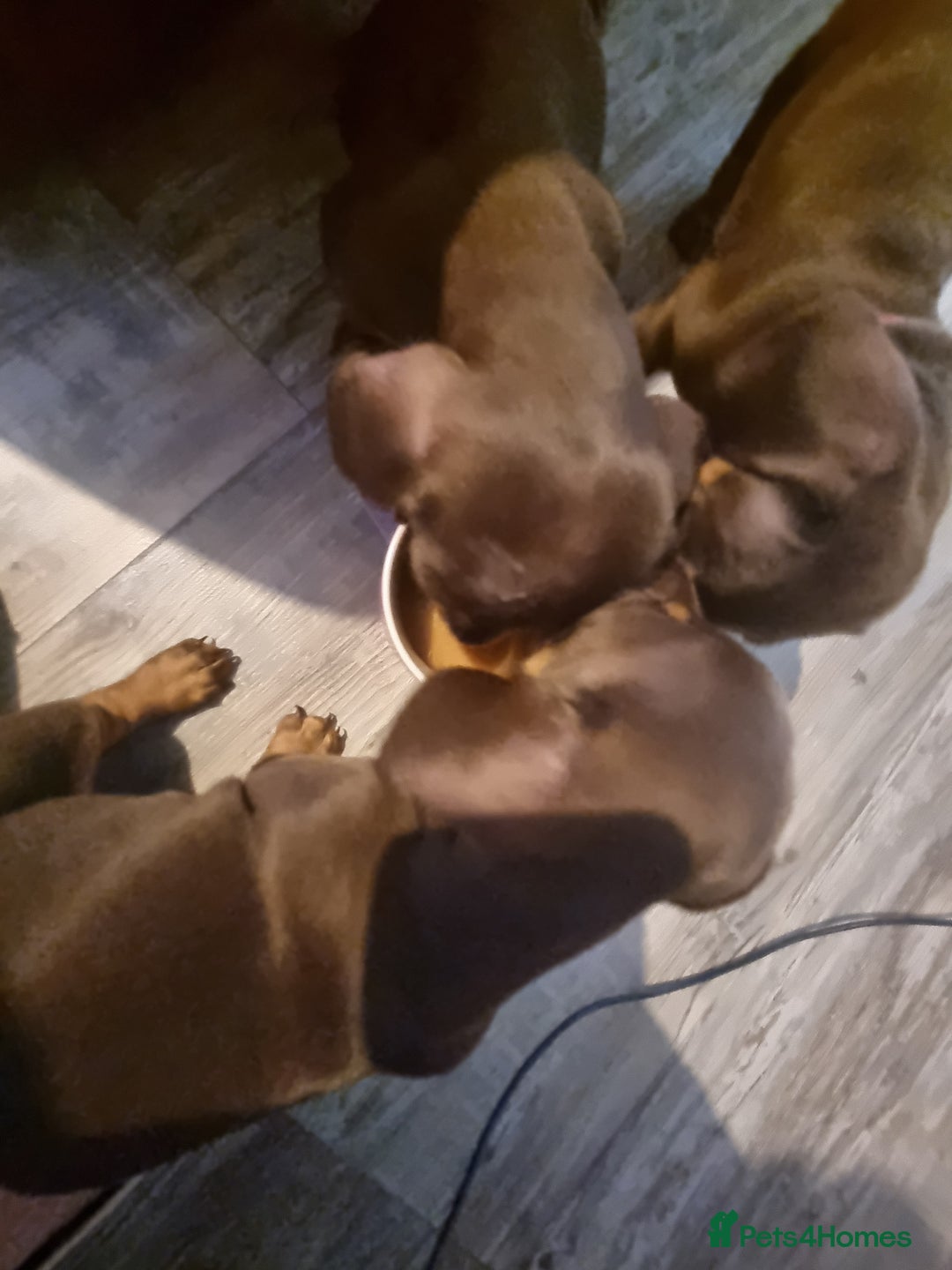 Miniature Dachshund dogs for sale: Miniature dachshunds  - Image 2