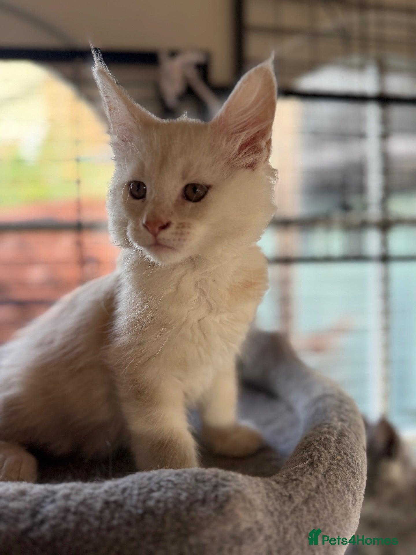 Maine Coon cats Pedigree Main Coone Kittens, GCCF Ready Now 🫶🏻 - Advert 4