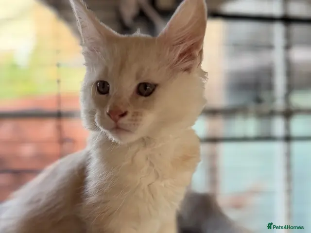 Maine Coon cats Pedigree Main Coone Kittens, GCCF Ready Now 🫶🏻 - Advert 1