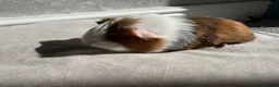 Guinea Pig rodents for sale: Male and Female Guinea Pigs for sale - Advert 3