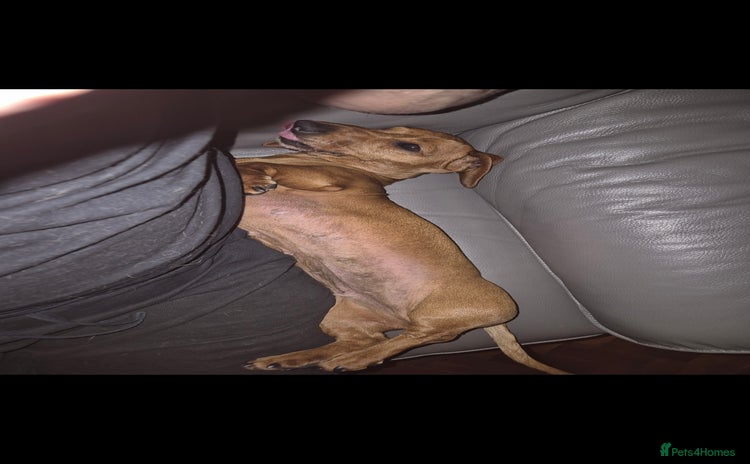 Miniature Dachshund dogs - Advert 1