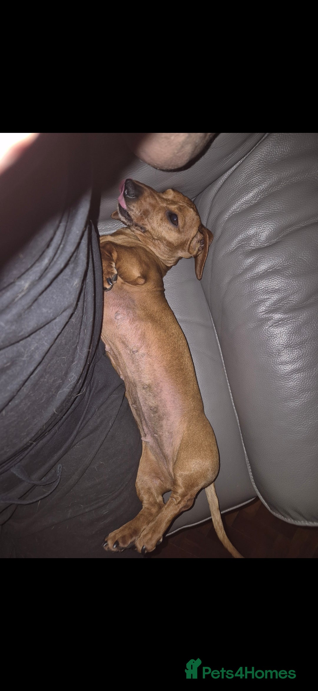 Miniature Dachshund dogs for sale: Rehoming  - Image 1
