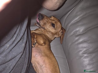 Miniature Dachshund dogs - Advert 8