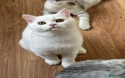 British Shorthair cats for sale: Gorgeous British Longhair & Shorthair Kittens - Image 38