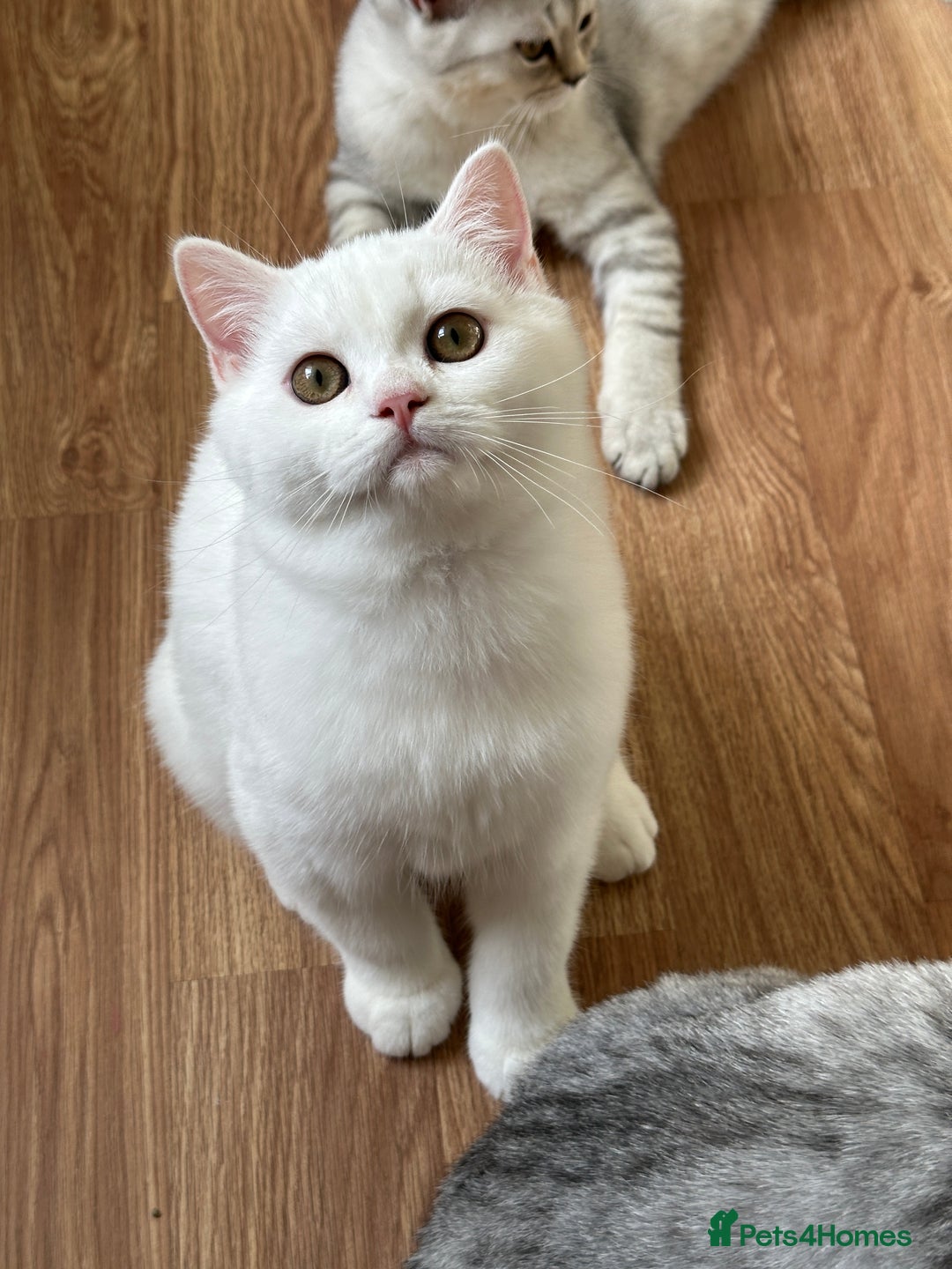 British Shorthair cats for sale: Gorgeous British Longhair & Shorthair Kittens - Image 38