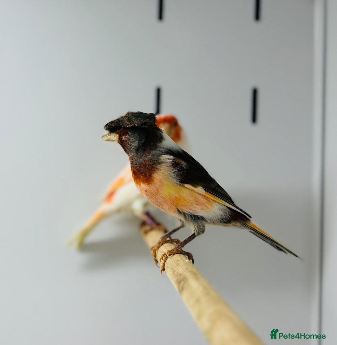 Canaries birds for sale: Harlequin canaries  - Advert 15