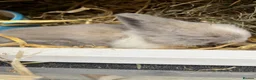 Lionhead rabbits for sale: Baby lionhead Rabbits  - Advert 10
