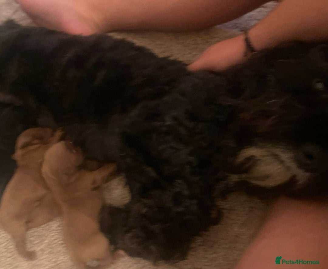 Cockapoo dogs for sale: Miniature toy cockapoos - Image 8