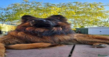German Shepherd dogs in Stoke-on-Trent - Advert 11