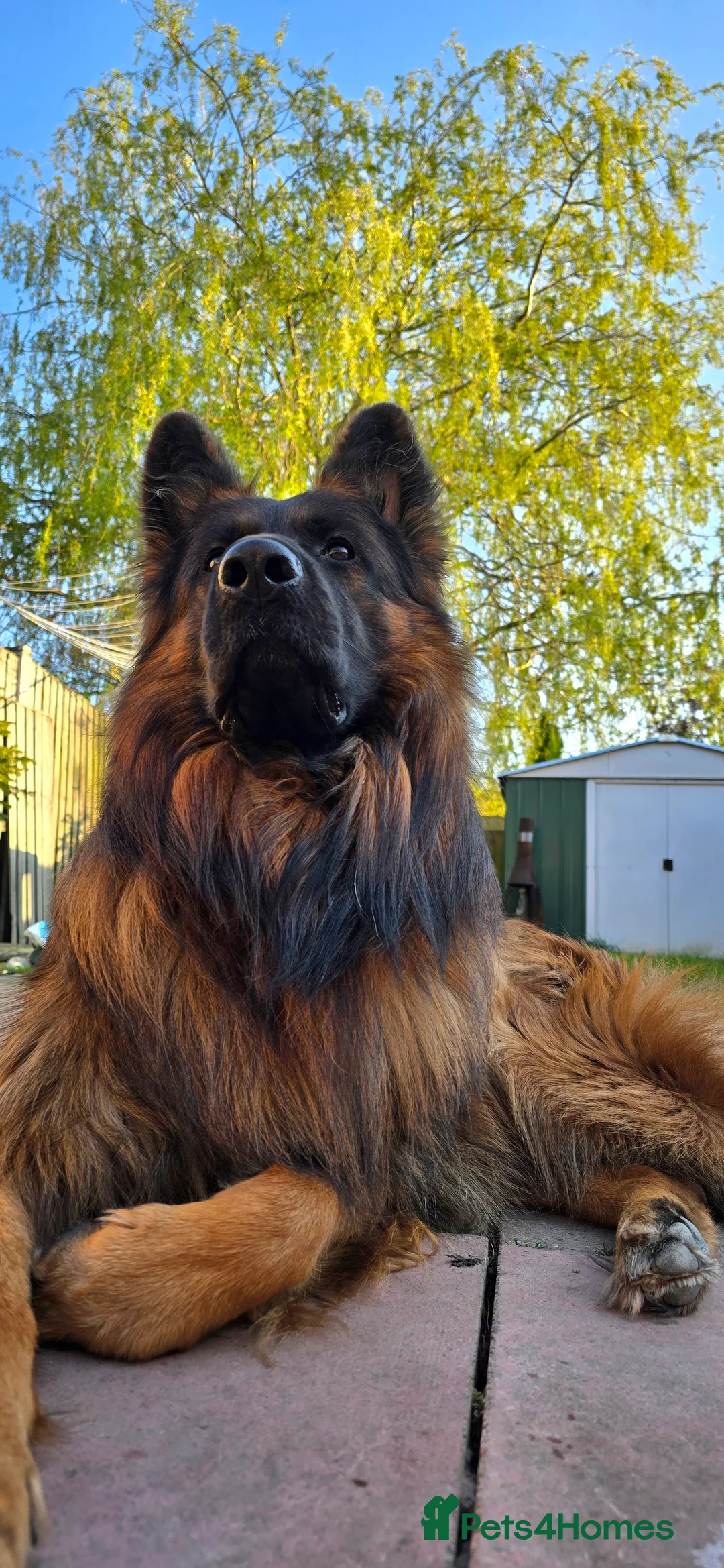 German Shepherd dogs for stud: STUD Mustang german shepherd KC  in Stoke-on-Trent - Advert 4
