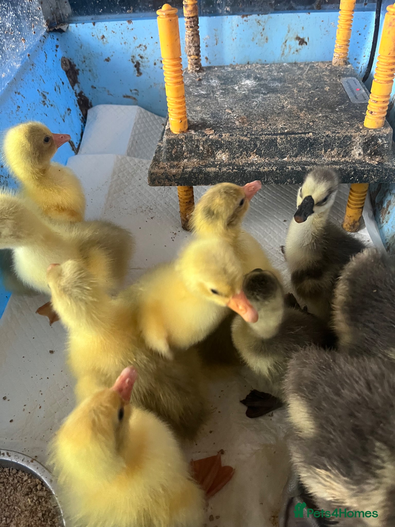 Geese poultry for sale: Embden and Chinese goslings hatched 1/6/26 - Advert 2