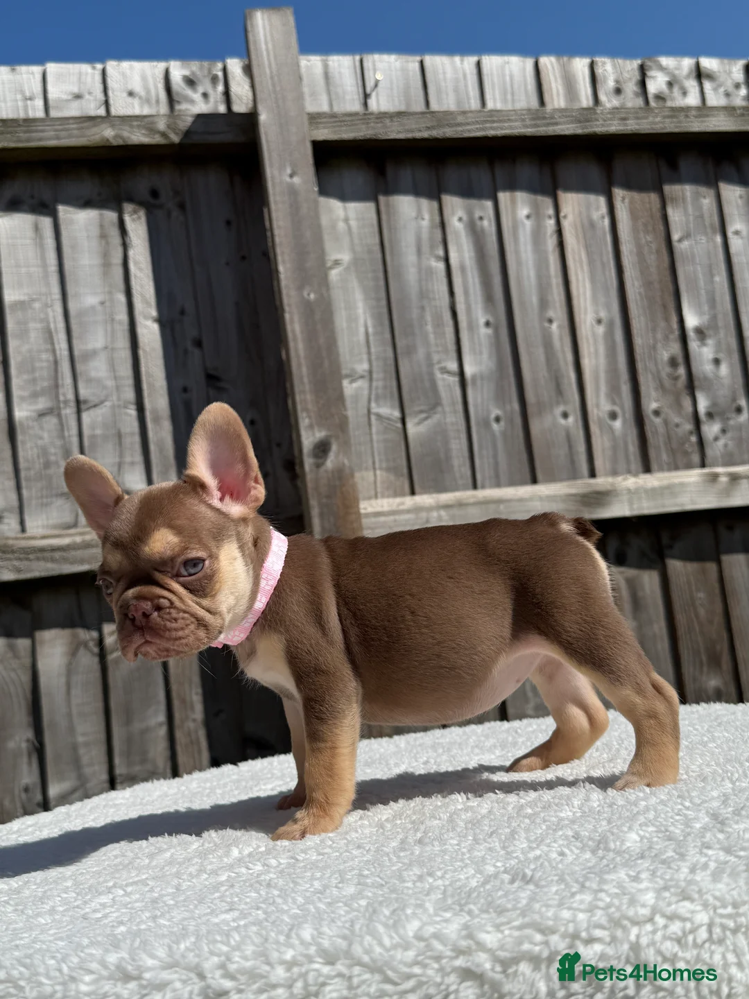 French Bulldog dogs for sale: French bulldog  - Advert 7