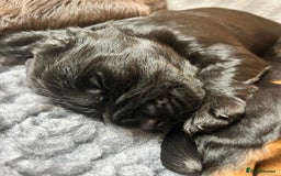 Cocker Spaniel dogs for sale: KC Registered Working Cocker Spaniel Puppies - Image 12