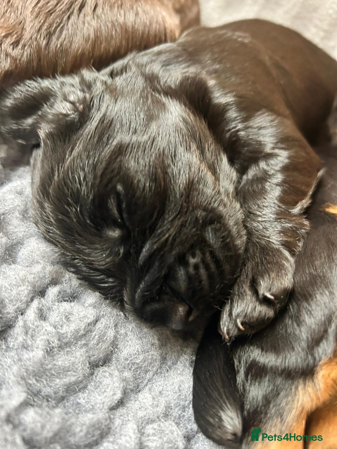 Cocker Spaniel dogs for sale: KC Registered Working Cocker Spaniel Puppies - Image 12