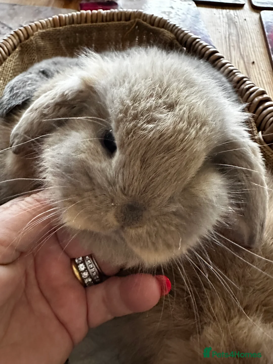 Mini Lop rabbits for sale: Mini lop babies-exceptionally well handled - Advert 12
