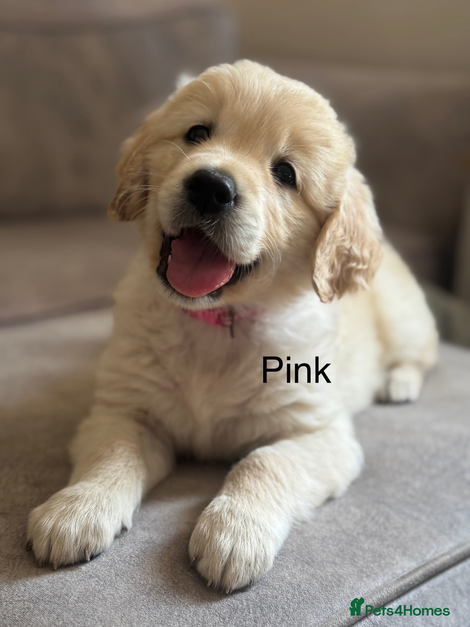Golden Retriever dogs Health tested, KC reg Golden retriever puppies - Advert 6