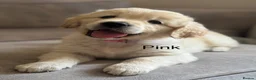 Golden Retriever dogs for sale: Health tested, KC reg Golden retriever puppies - Advert 1