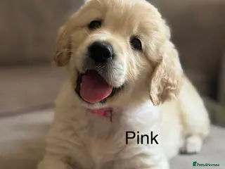 Golden Retriever dogs Health tested, KC reg Golden retriever puppies - Advert 6